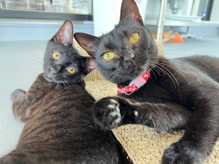 「さかがみ家カフェ？」「またたびある？」