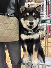 店員さんが近づいてきてちょっと期待して待ってるむさしくん（提供：むさしさん）