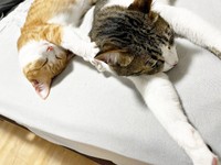 天真爛漫な月ちゃんと我慢強いテト（画像提供：たちつてとさん）