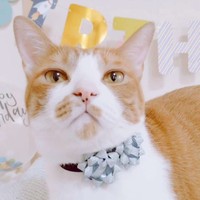 3歳の誕生日。少しおしゃれしたフランくん（画像提供：ふうさんちさん）