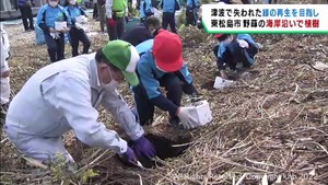 津波で失われた海岸線の緑の再生を　宮城・東松島市野蒜で植樹活動