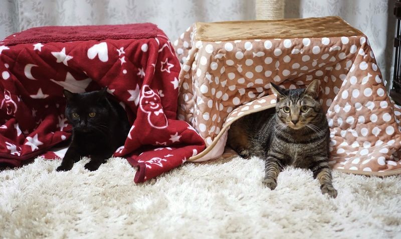 猫２匹に１台ずつ専用のこたつ