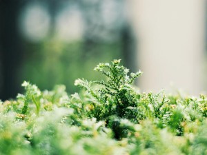 メンタルを学び手放した私が思う「心の成長」。私の世界は小さかった