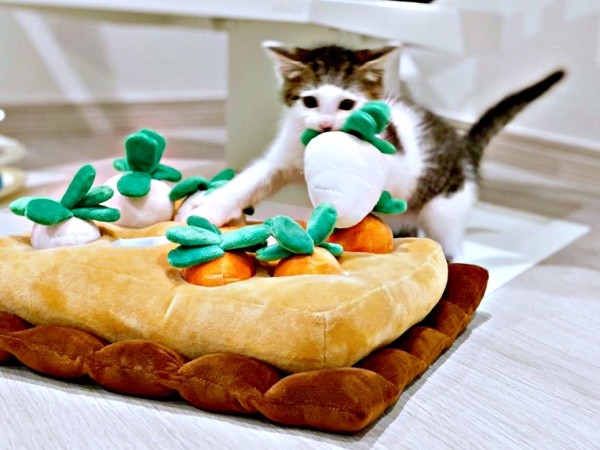 大根も運んじゃう！ くわえようとするセロリくん（画像提供：パッツン前髪のセロイと弟プランスさん）