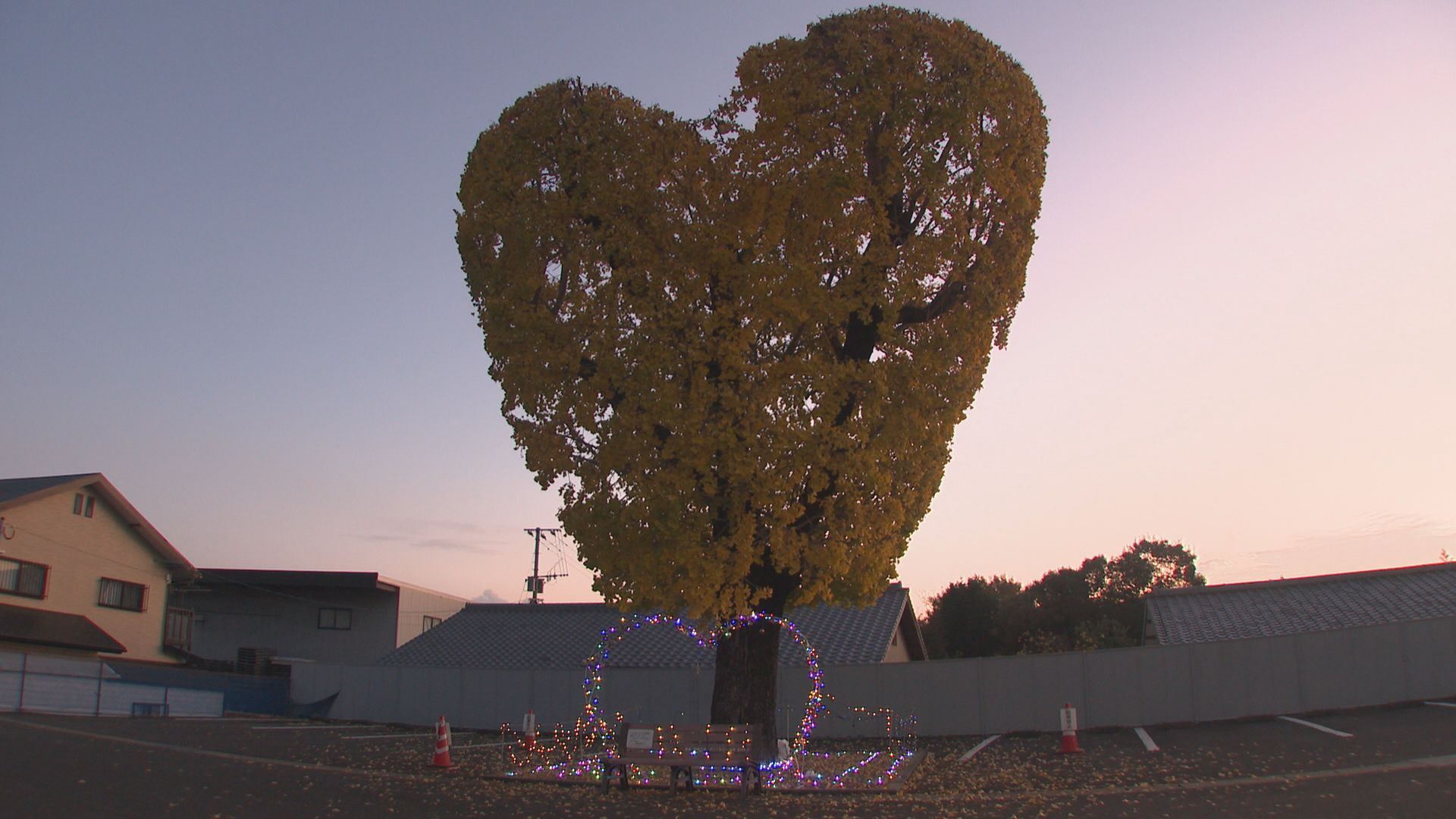 ハートフルな人気スポット「ハートのイチョウの木」12月からライト