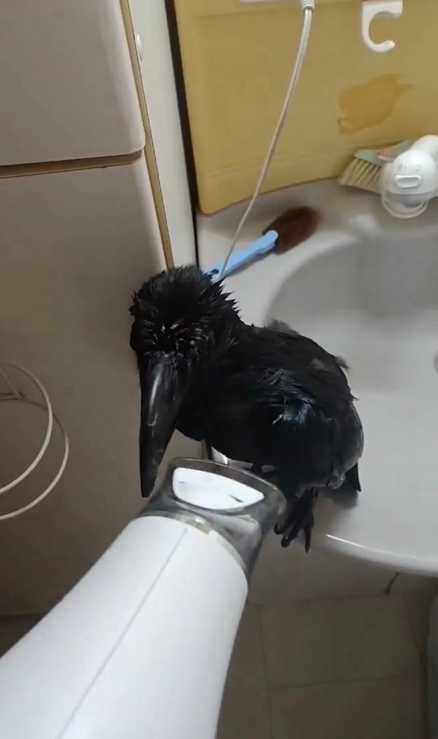 シャワーもドライヤーも大好きなクロくん（提供：がーちゃんねる（※カラスの名前はクロです）さん）