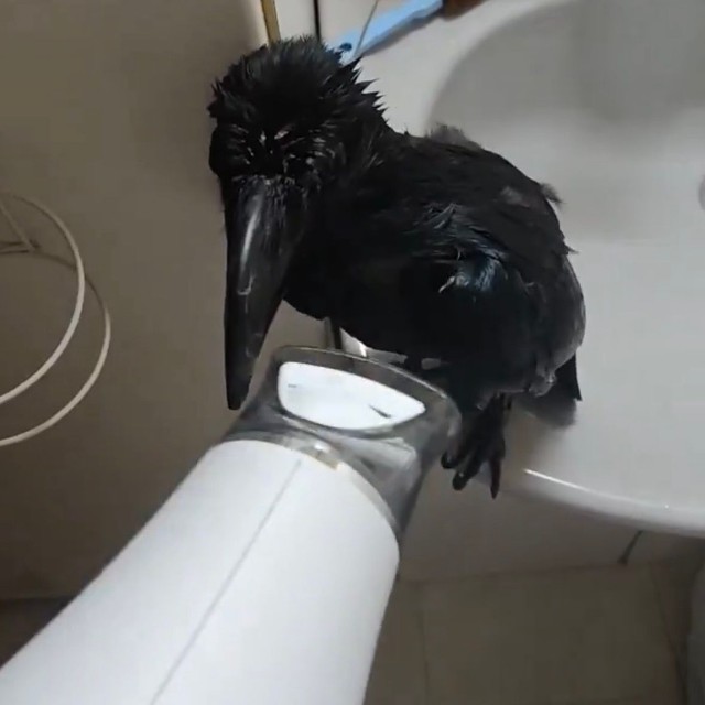 シャワーもドライヤーも大好きなクロくん（提供：がーちゃんねる（※カラスの名前はクロです）さん）