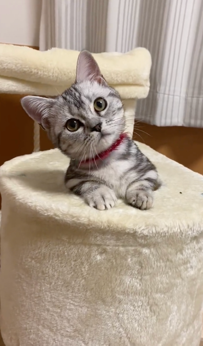 「？？？」＝ネコピさん（@nekopi_baobao）提供
