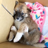 カメラをじっと見つめる子犬時代のチャロちゃん（画像提供：雑種犬チャロさん）