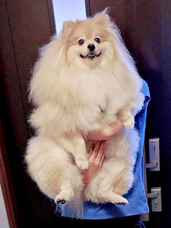 ビックボディが注目を集めたぽめおくん。飼い主さんの身長は169センチ（画像提供：妖（よう）さん）