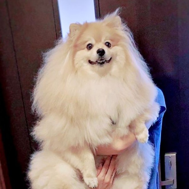 ビックボディが注目を集めたぽめおくん。飼い主さんの身長は169センチ（画像提供：妖（よう）さん）