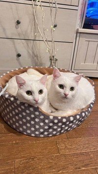 「そっくりなぽむりんとぽわたん」（提供：ぽむりんとぽわたんさん）