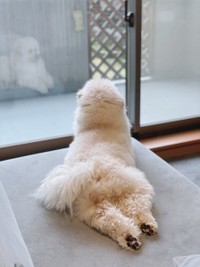 寝そべるとこんな感じ＝ぺんたさん（@penta_pomepu）提供