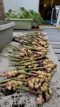 GWに植えた種ショウガ3個から収穫されたショウガ　ぽたろうさんのX（@HACK1136）より＝2025年11月23日投稿