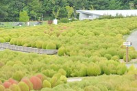 復旧作業中（国営讃岐まんのう公園 9月8日撮影）