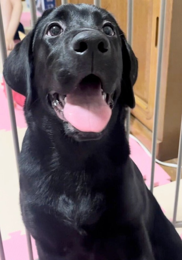 知らないぷーい！」バレた瞬間の“目そらし犬” やらかし感