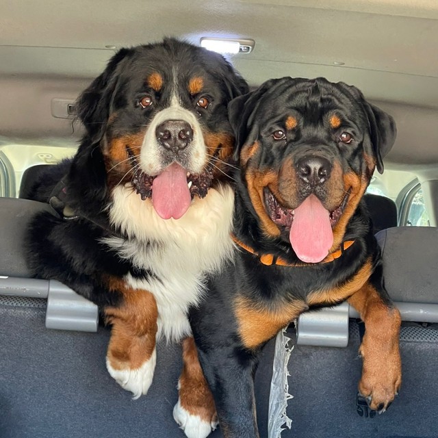 車で笑みを浮かべる笑顔がセドリックくん（右）、タイカンくん（左）（画像提供：セドリック タイカンさん）