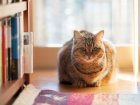 この子のためにと考え迎えた弟分　穏やかな愛猫が見せたのは激しい攻撃と威嚇だった