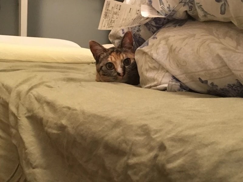 夫に追いかけっこを仕掛けるときは、物陰に隠れて飛び出すタイミングを見計らう