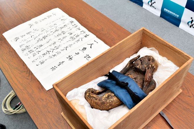 Scientists Try To Unravel Mystery Of Eerie ‘mermaid Mummy The Asahi Shimbun Breaking News