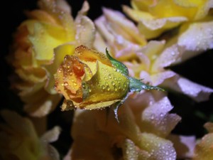 好きな人を拒んだ私。涙を見せなかったことを今は誇りに思う