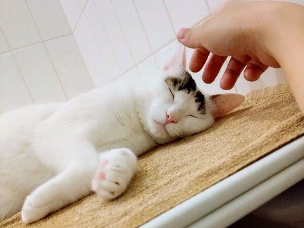 お風呂で飼い主さんと水入らずのひとときを過ごす半力さん（画像提供：ぽーサん（半力さんと事務員さん)さん）