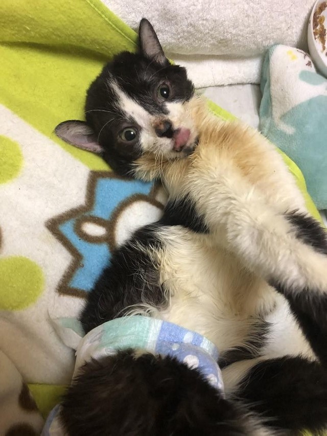 立ち上がることも困難