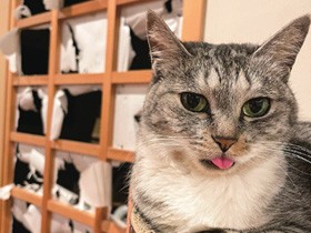 ボロボロにすると満足げな表情に　猫「サバ身」の障子破りは今も現役