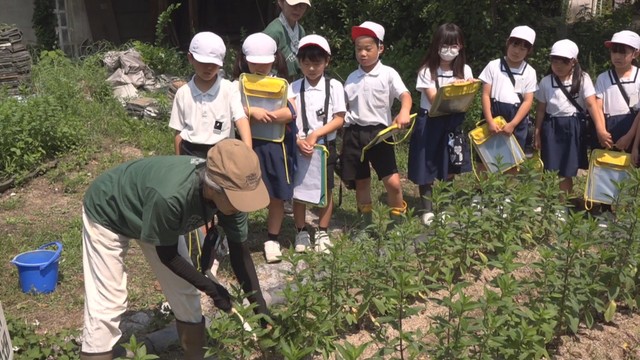 ハッカの栽培方法を学ぶ小学生　総社市
