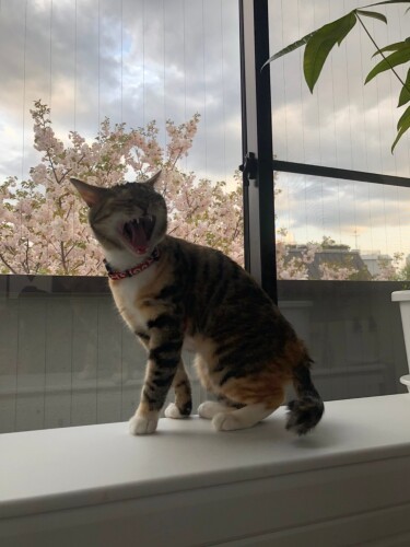 「部屋から見える桜が綺麗だにゃー」（ニイノちゃん提供）