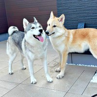 仲良く寄り添う（左から）兄・グレイくん、妹・ラルフちゃん（画像提供：グレイ ラルフさん）