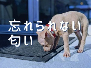 「忘れられない匂い」かがみすと賞＆編集部選 発表！