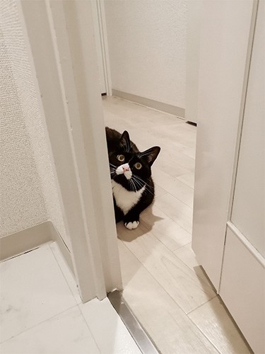 「ねこチラ」（パイ インターナショナル）より