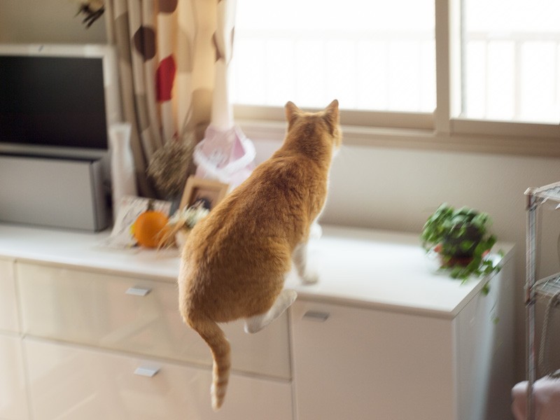 「どこかこの辺から外に出られないかな」（小林写函撮影）