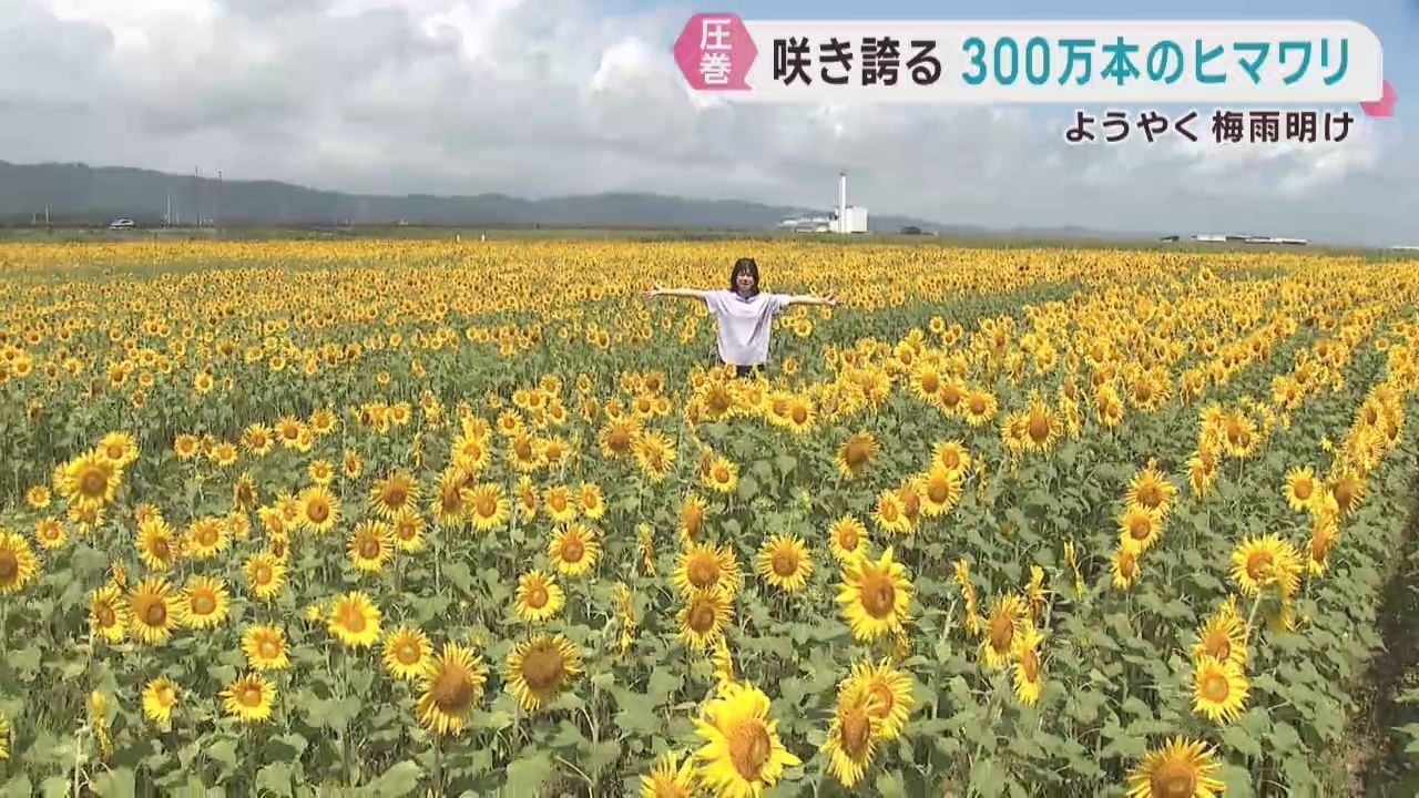 津波の被災地に咲き誇る３００万本のヒマワリが見頃　宮城・山元町