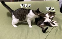 こちらがぽんたくんとアルフくんです。ヤツのことは無視します（提供：鴻池剛さん）