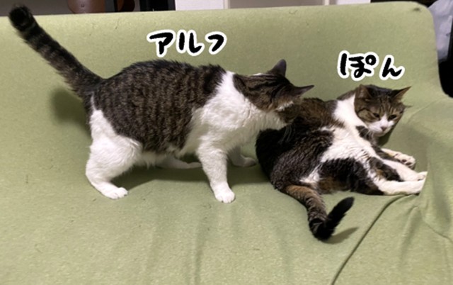 こちらがぽんたくんとアルフくんです。ヤツのことは無視します（提供：鴻池剛さん）