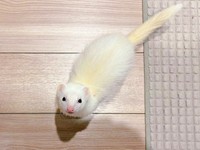 「ウユちゃん一筋、誓います」愛情を注がれ幸せに暮らしています（画像提供：ウユちゃんさん）