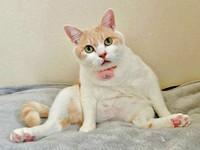 お兄ちゃんの懸命な看病でたくましく成長したチョムスケくん（画像提供：あんしゃろちょむさん）