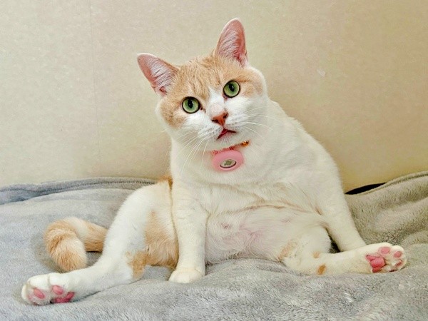 お兄ちゃんの懸命な看病でたくましく成長したチョムスケくん（画像提供：あんしゃろちょむさん）