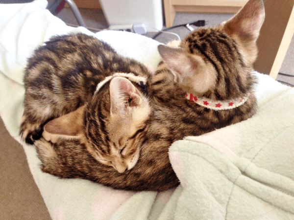 折重なるように眠る（左から）かるびさんとはらみさん（画像提供：べじたりあん。）