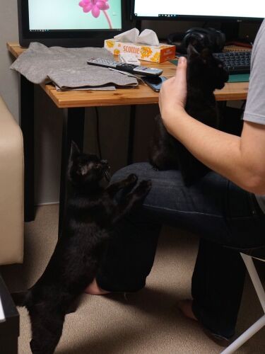 「だから自分ばっかひざに乗らないでってば～」パパを好きすぎな２匹