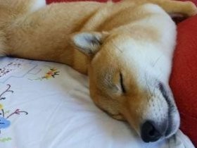 売れ残り、飼育放棄…柴犬の柚子　「でも今はレディーよ」