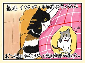新入り子猫におこわの面影ちらほら　やっぱ、猫じゃけぇ(41)