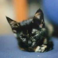 K家に迎えられて少し経ったころのマダラちゃん。お耳が大きいです