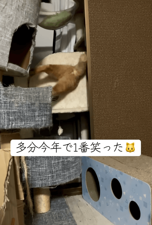 あれ！？入れない…あわてるレモンくん  画像提供：5匹の猫