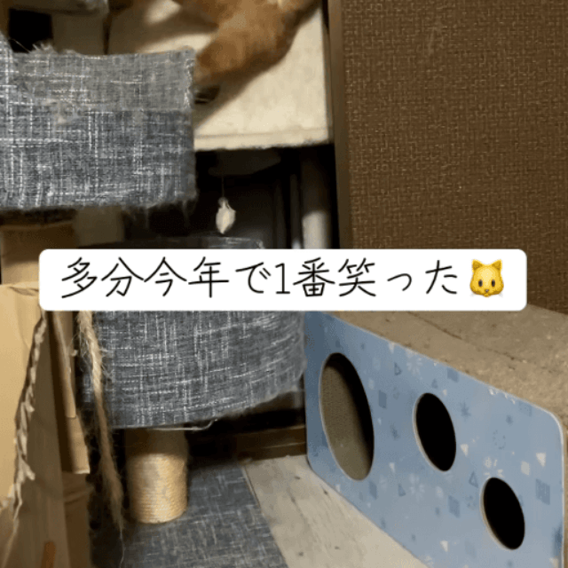 あれ！？入れない…あわてるレモンくん  画像提供：5匹の猫