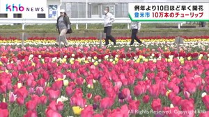 １０万本のチューリップが見頃　宮城・登米市