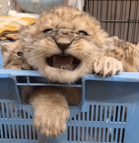 必死に鳴く姿から早くも「百獣の王」の片鱗が？（提供：秋吉台サファリランドさん）