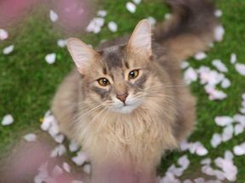 普段のオリオン